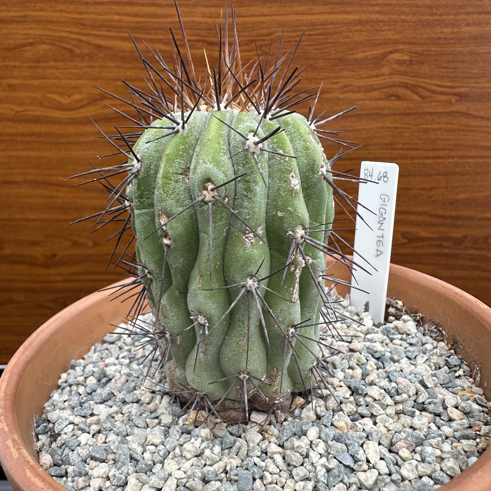 Copiapoa Haseltoniana ssp. GIGANTEA own roots US SELLER WYSIWYG