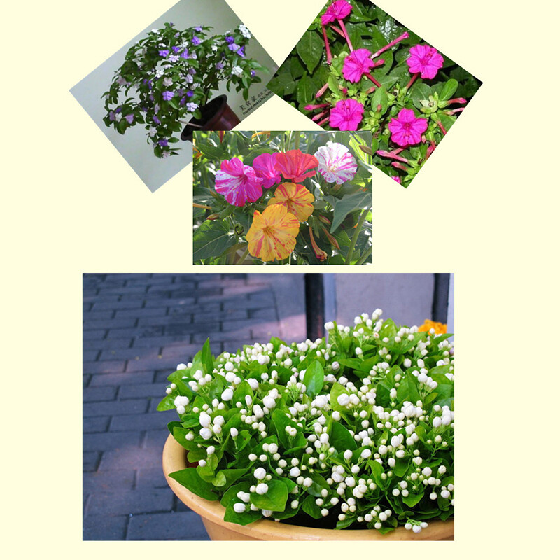 20 Jasmine seeds Fast Growing Non-GMO Fragrant Flower Garden Home