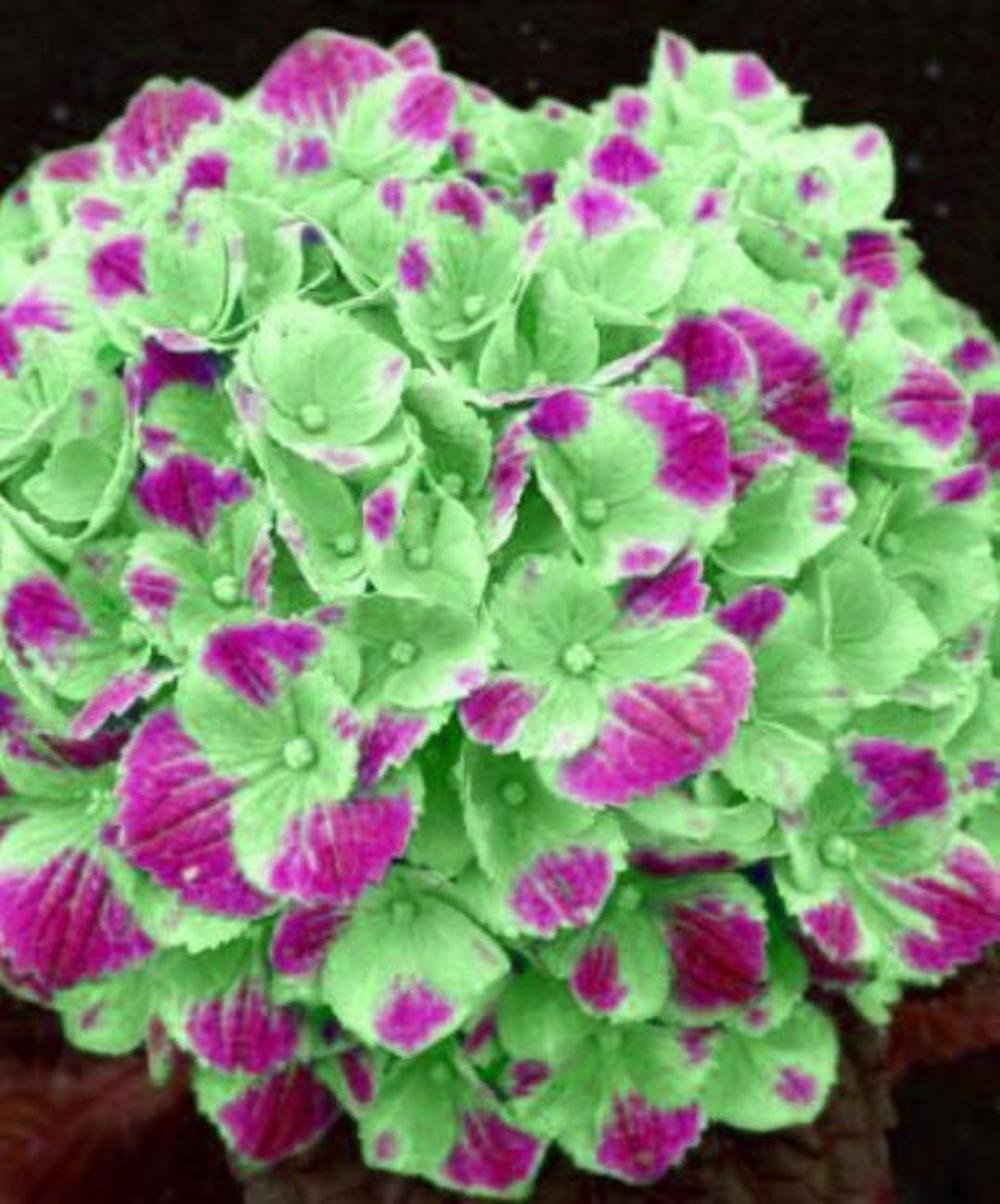 (10) HYDRANGEA SEEDS rare exotic flower bloom garden plant USA SELLER W/TRACK