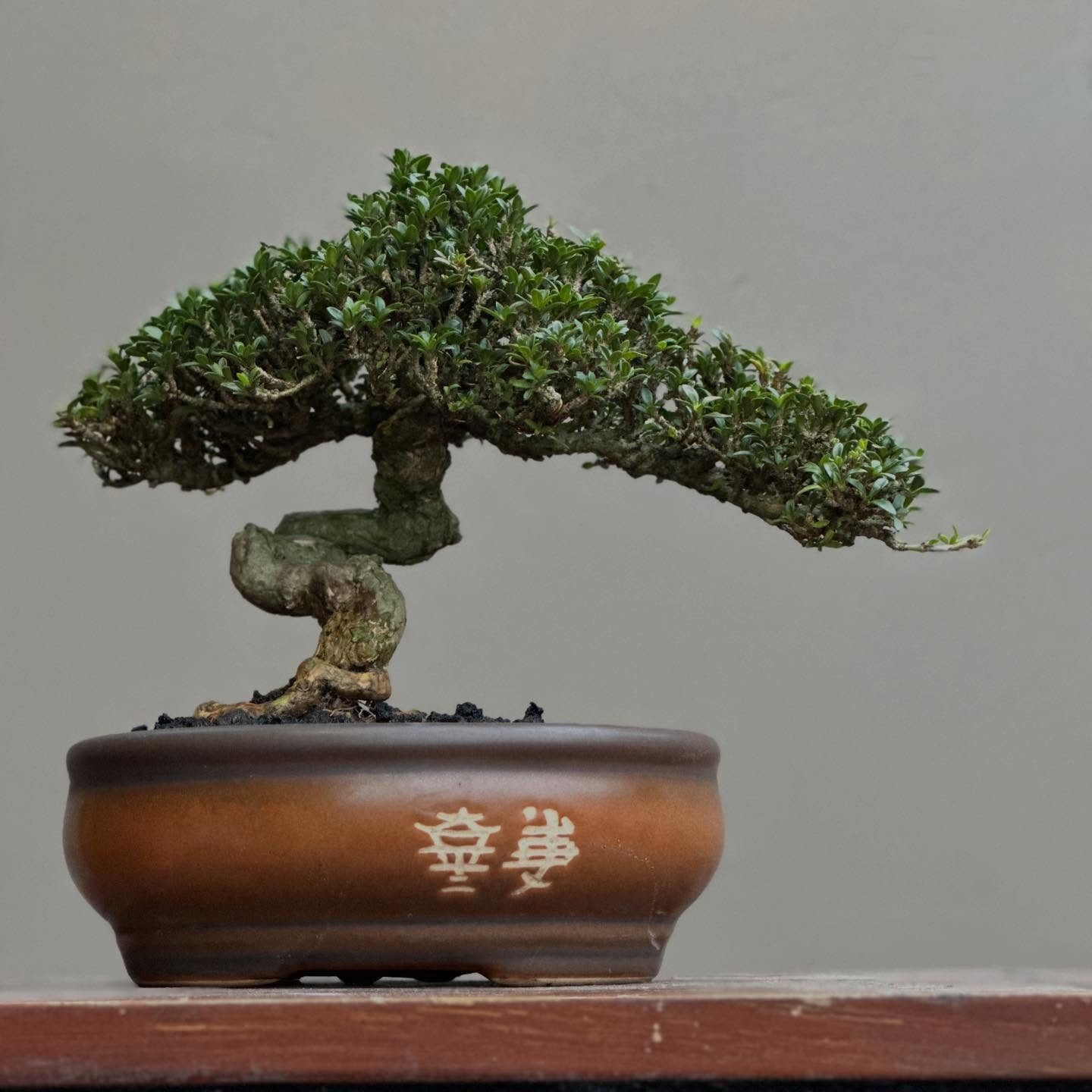 Serissa foerida / Japonica micro, Bonsai tree, Realpicture