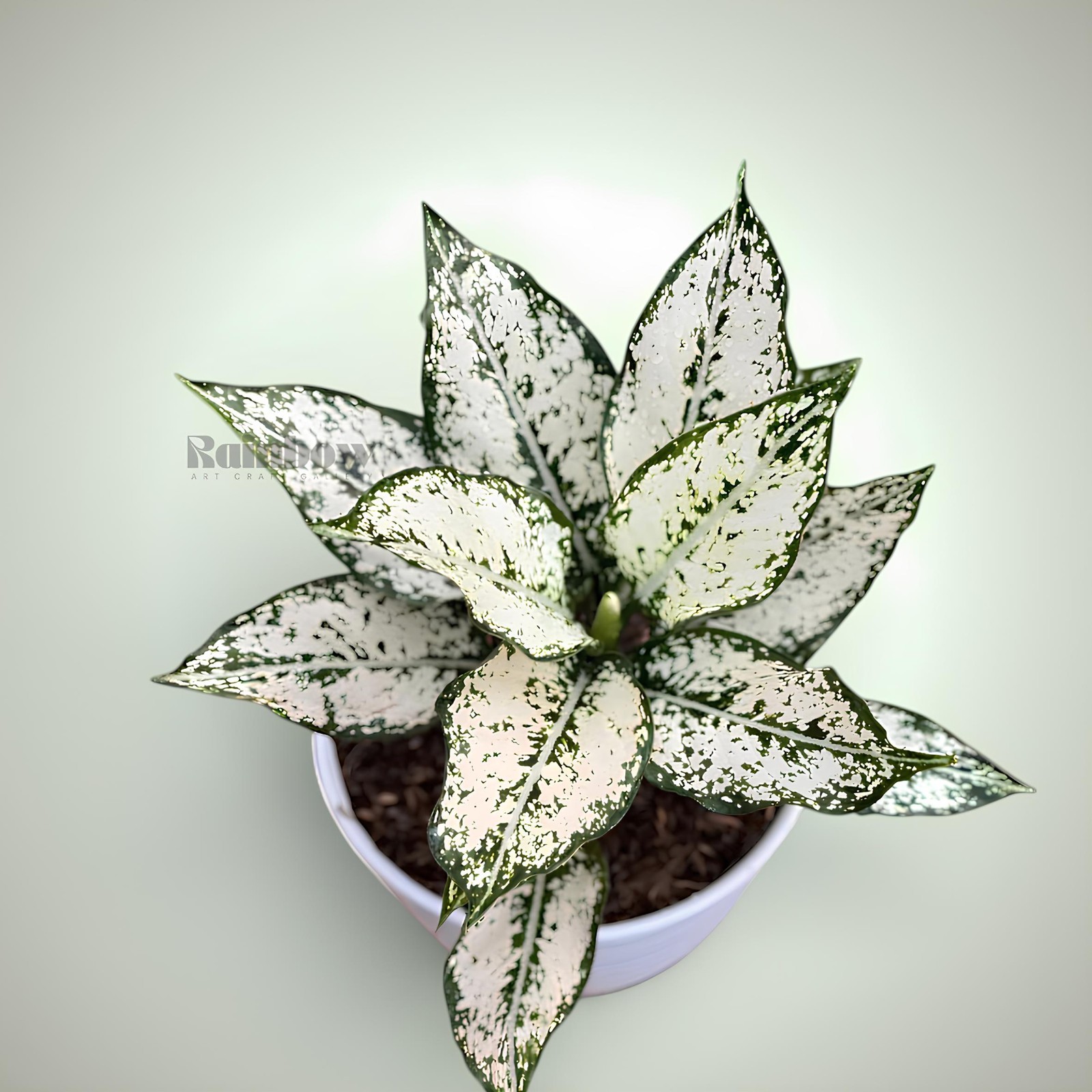 Aglaonema Snow WhiteBeatiful Ornamental Plant
