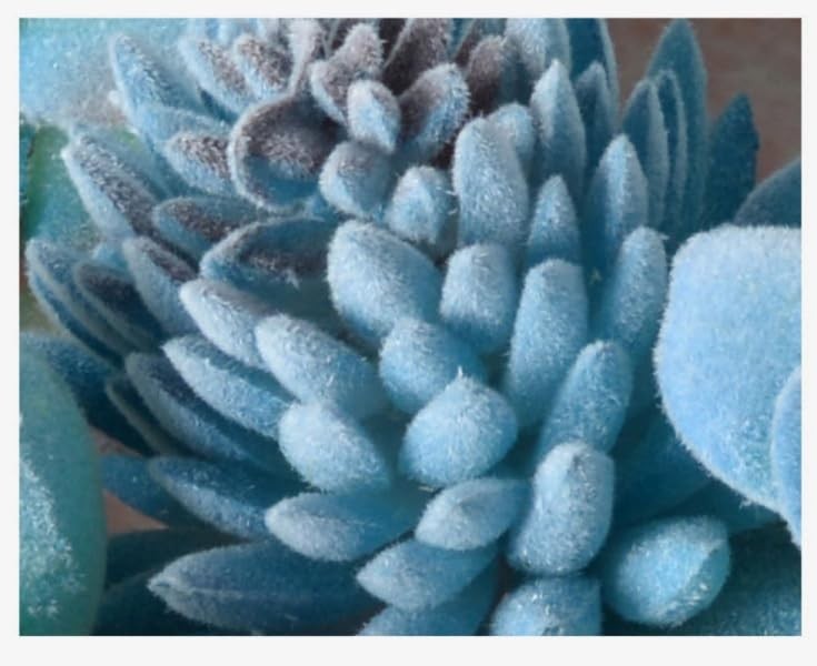Pieces Fake Succulent Plant,Mini Artificial Succulents,Artificial Air 10 Blue