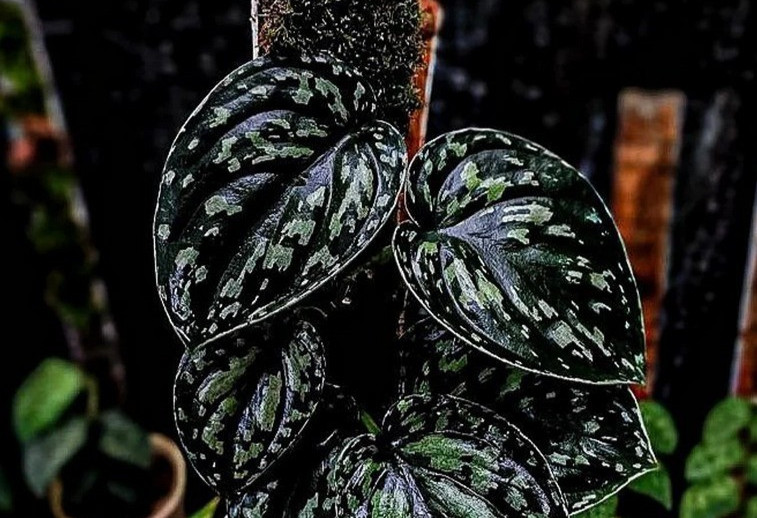 Scindapsus Tricolor Dark Form Sp Borneo Rare Tropical Wax Plant