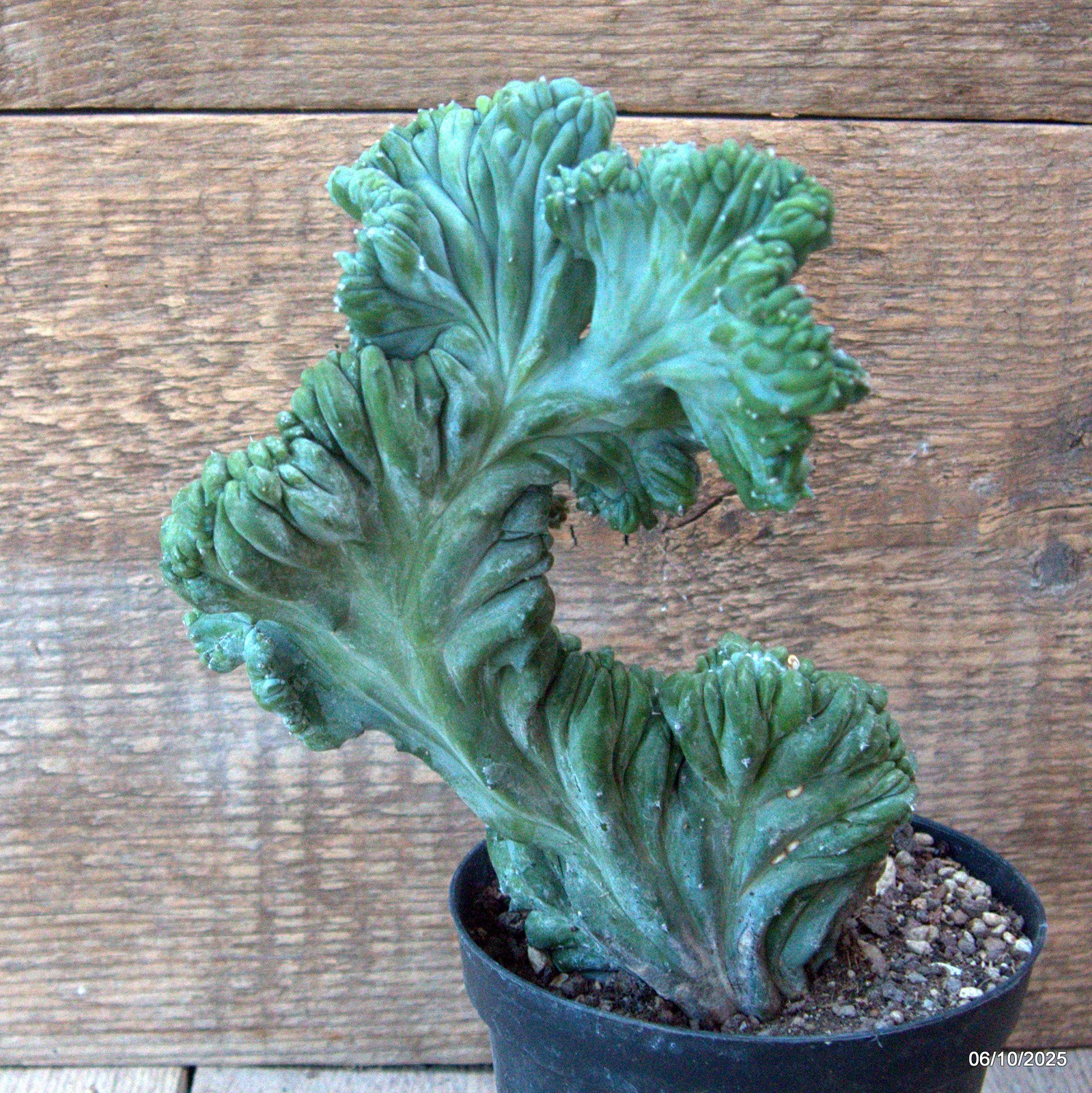 D6897 MYRTILLOCACTUS GEOMETRIZANS CRESTED pot12-H20-W15 cm MaMa Cactus