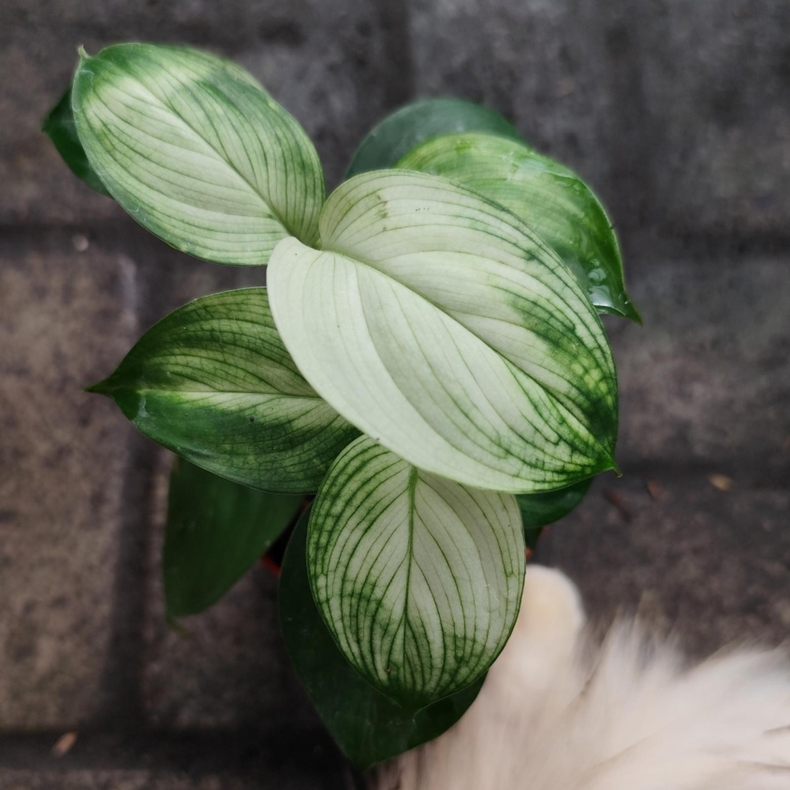 Scindapsus White Monster – Rare Green White Foliage Live Plant Grow in Pot