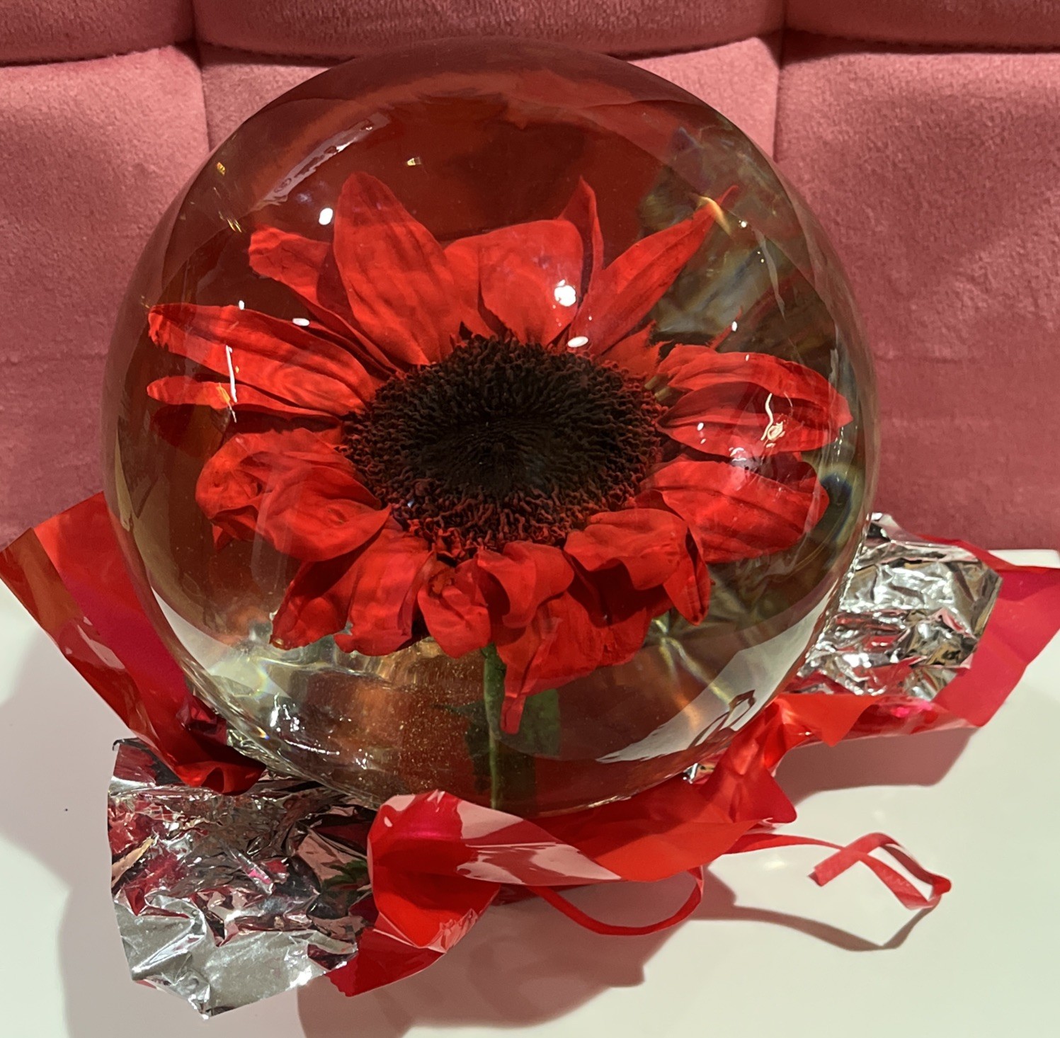 Vtg. Red Eternal Real Gerber Daisy Preserved Ball In Water Dome/Globe; Lg 6”-7”