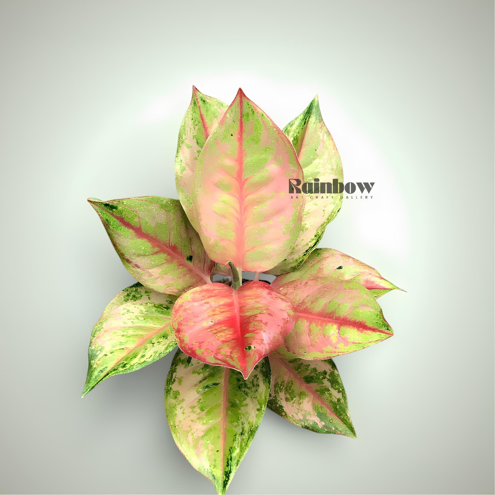 Aglaonema Light Of Diamond Beatiful Ornamental Plant