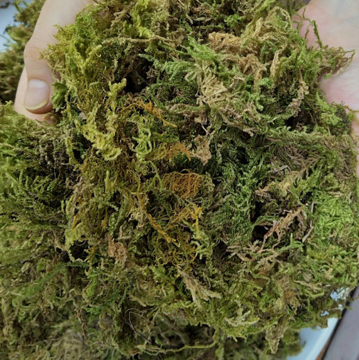 3 oz (85g) Dry Moss Original Yellow Color Grasses