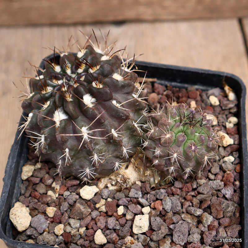 A5508 NEOPORTERIA OCCULTA pot10-H6-W10 cm MaMa Cactus