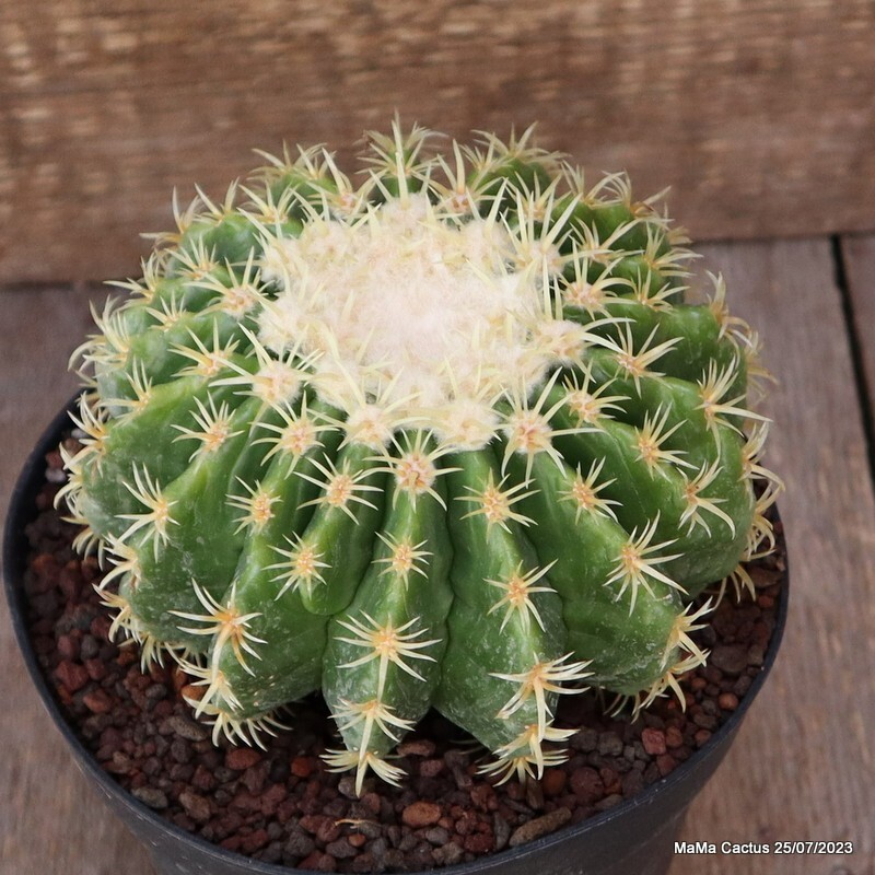 A5362 ECHINOCACTUS GRUSONII BREVISPINUS pot14-H9-W13 cm MaMa Cactus