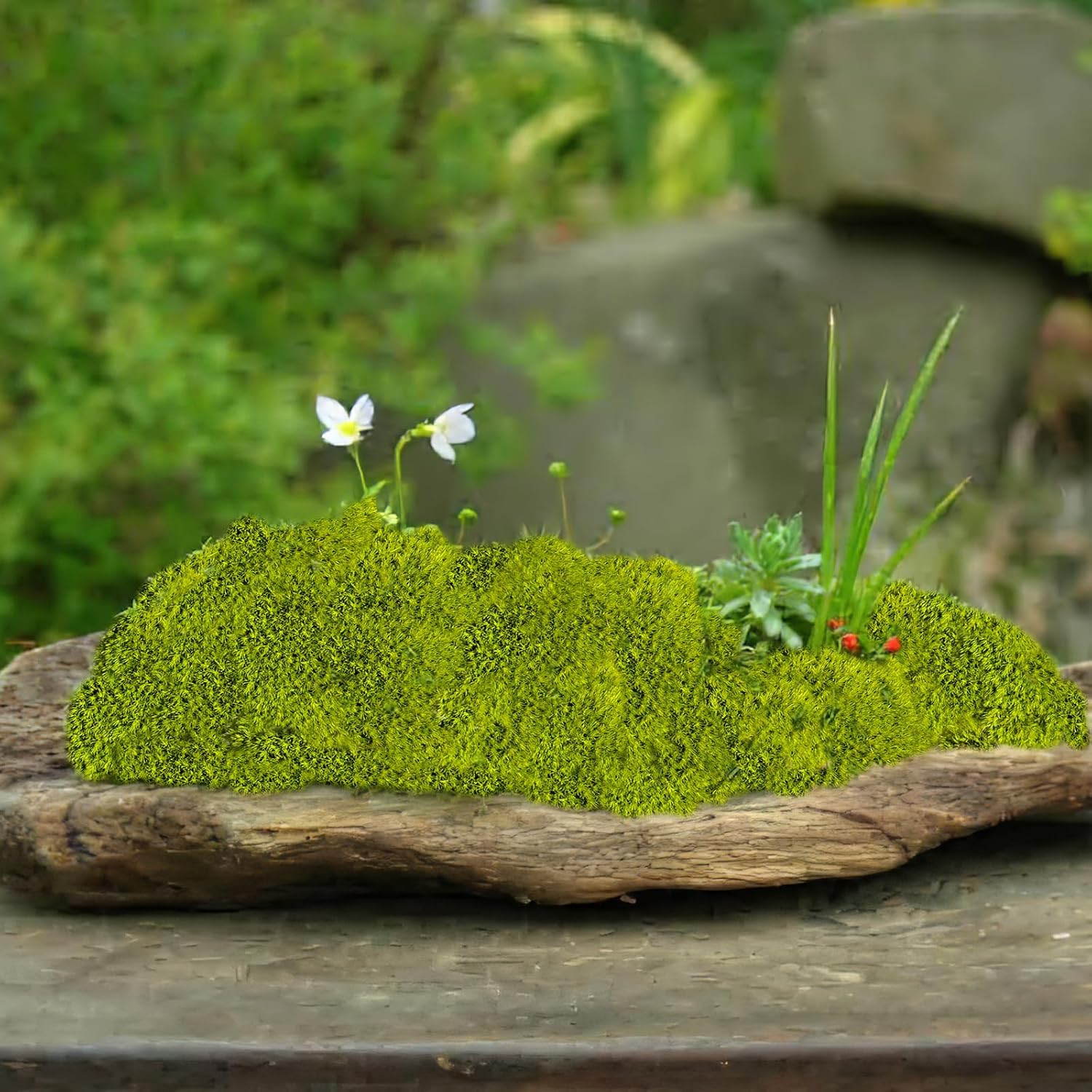 Preserved Pillow Moss Bulk Green Moss Balls for Bowls 2.5 Sq.Ft Natural Preserve
