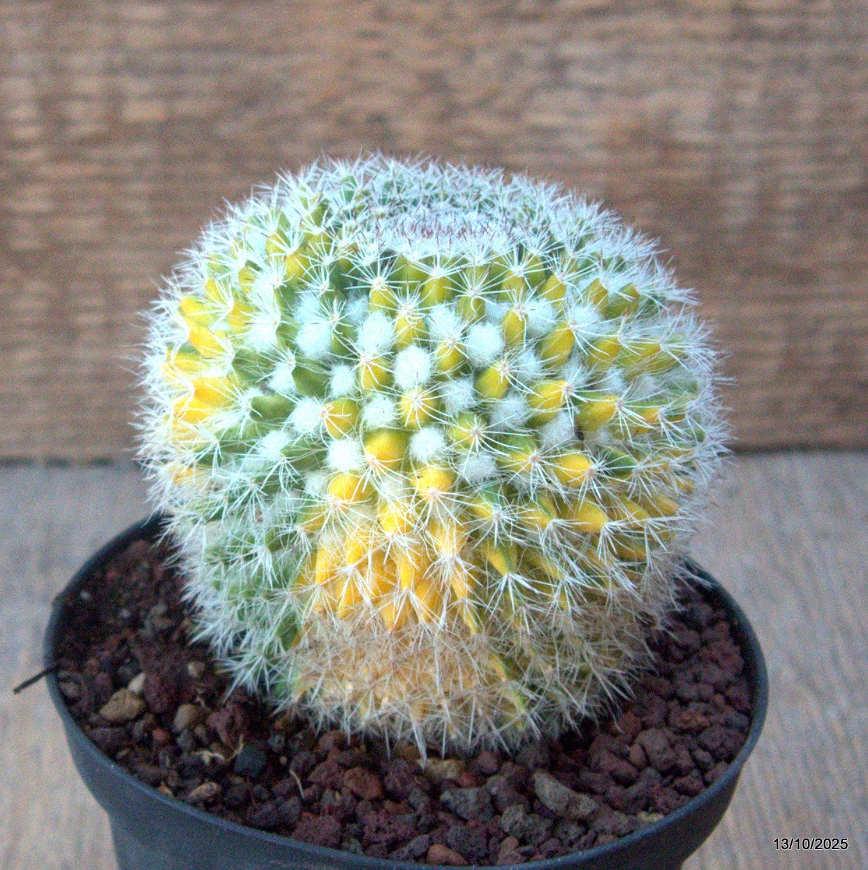 D6958 MAMMILLARIA FORMOSA VARIEGATED pot10-H9-W8 cm MaMa Cactus