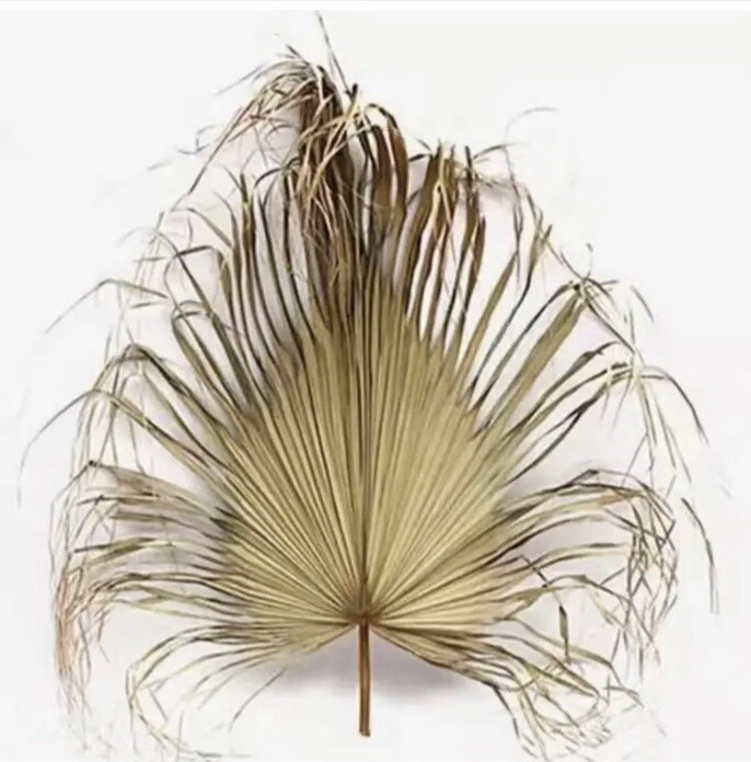 1 Pc Jumbo XL Dried Palm Leaf Party & Home & Wedding Decor 4ft From Stem To Leaf