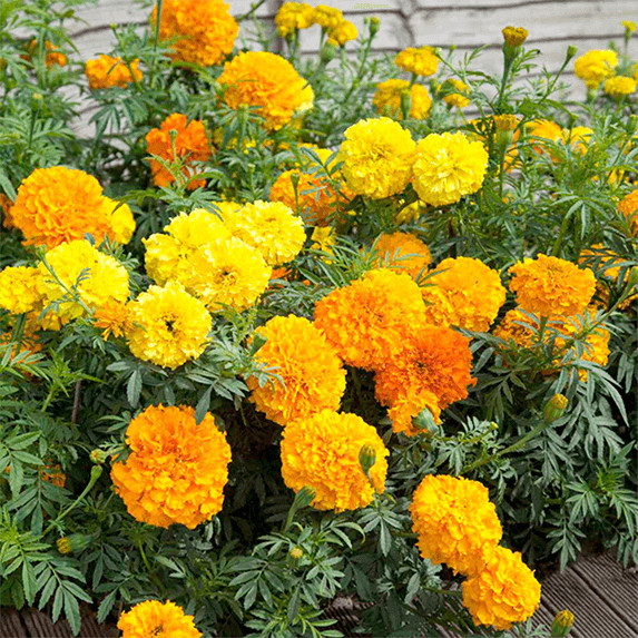 MARIGOLD – SIERRA MIX – Tagetes Erecta – 100 SEEDS – DROUGHT TOLERANT