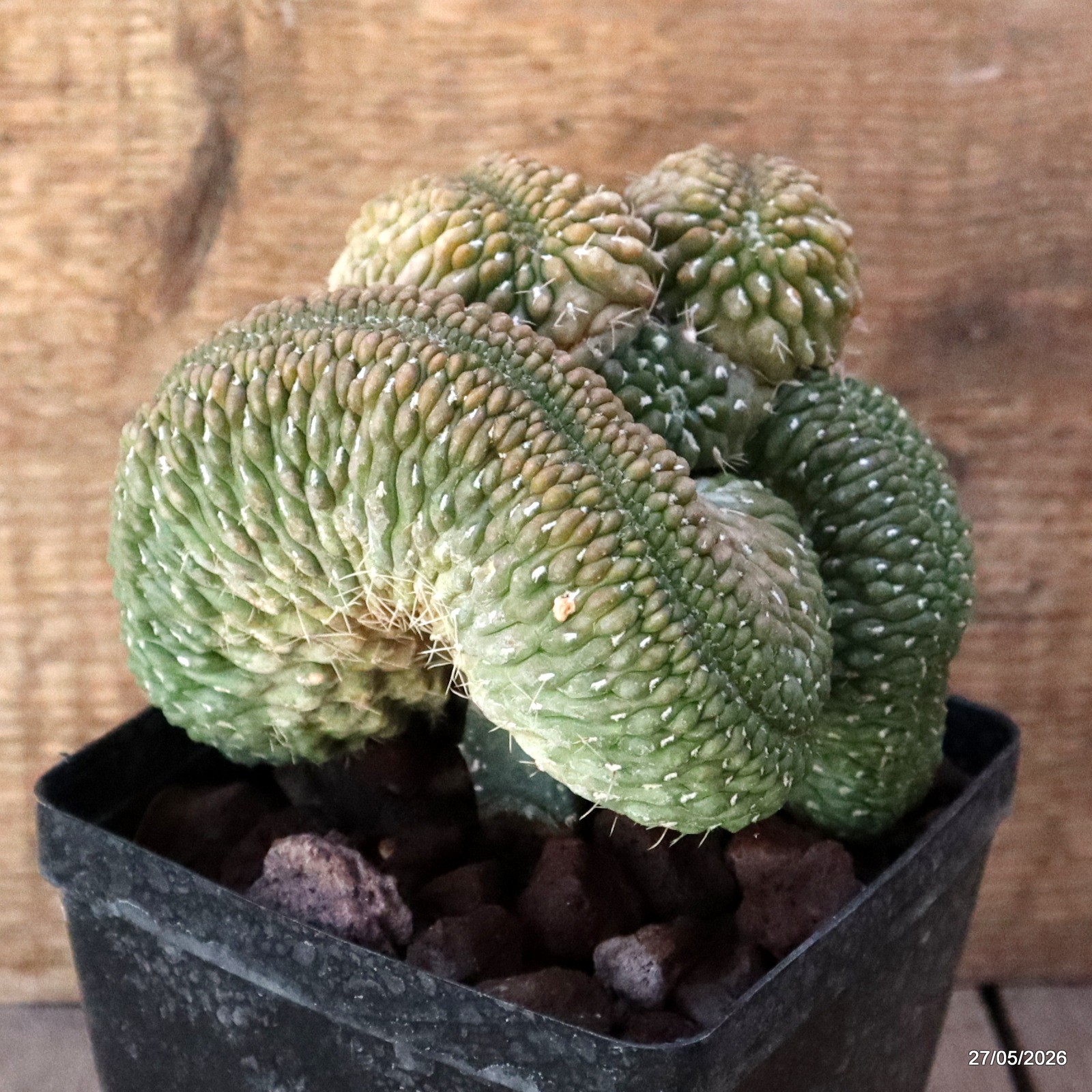 A7151 GYMNOCALYCIUM BALDIANUM CRESTED GRAFT pot12-H13-W14 cm MaMa Cac