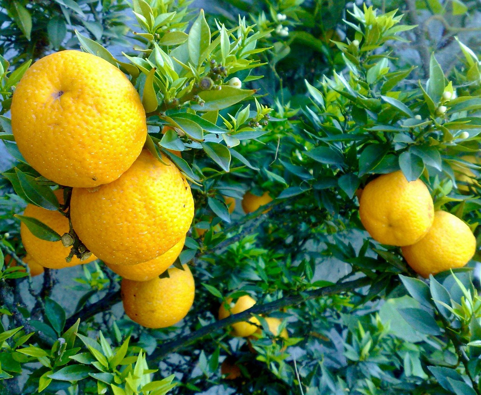Citrus × bergamia – Bergamot orange | Bergamot