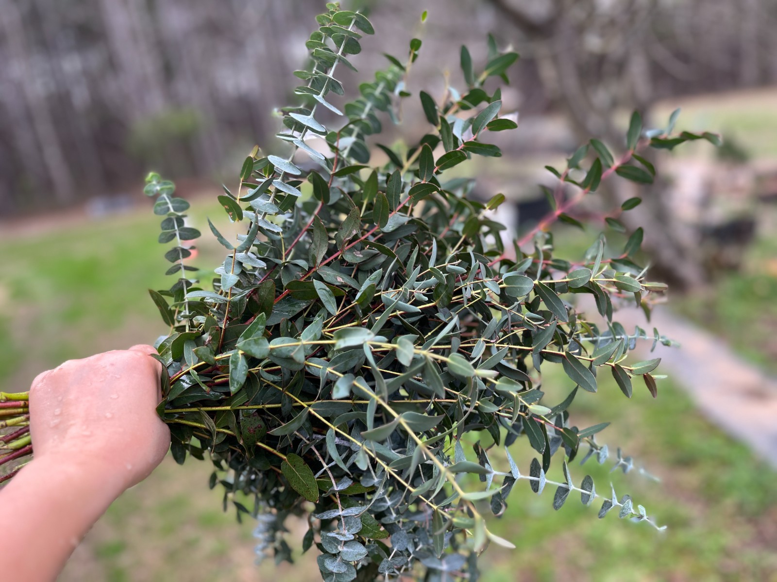 Fresh Eucalyptus Shower Bundle, Aromatic Eucalyptus Bunch for Decor, Weddings