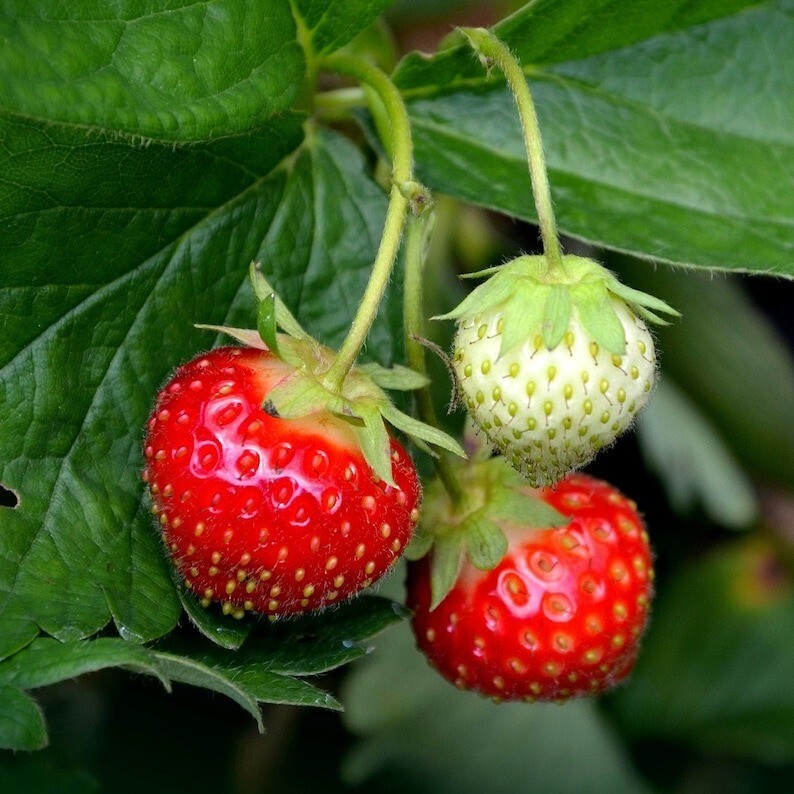25 Pcs Strawberry Organic Seeds Heirloom, Open Pollinated, Non GMO Grow Indoors