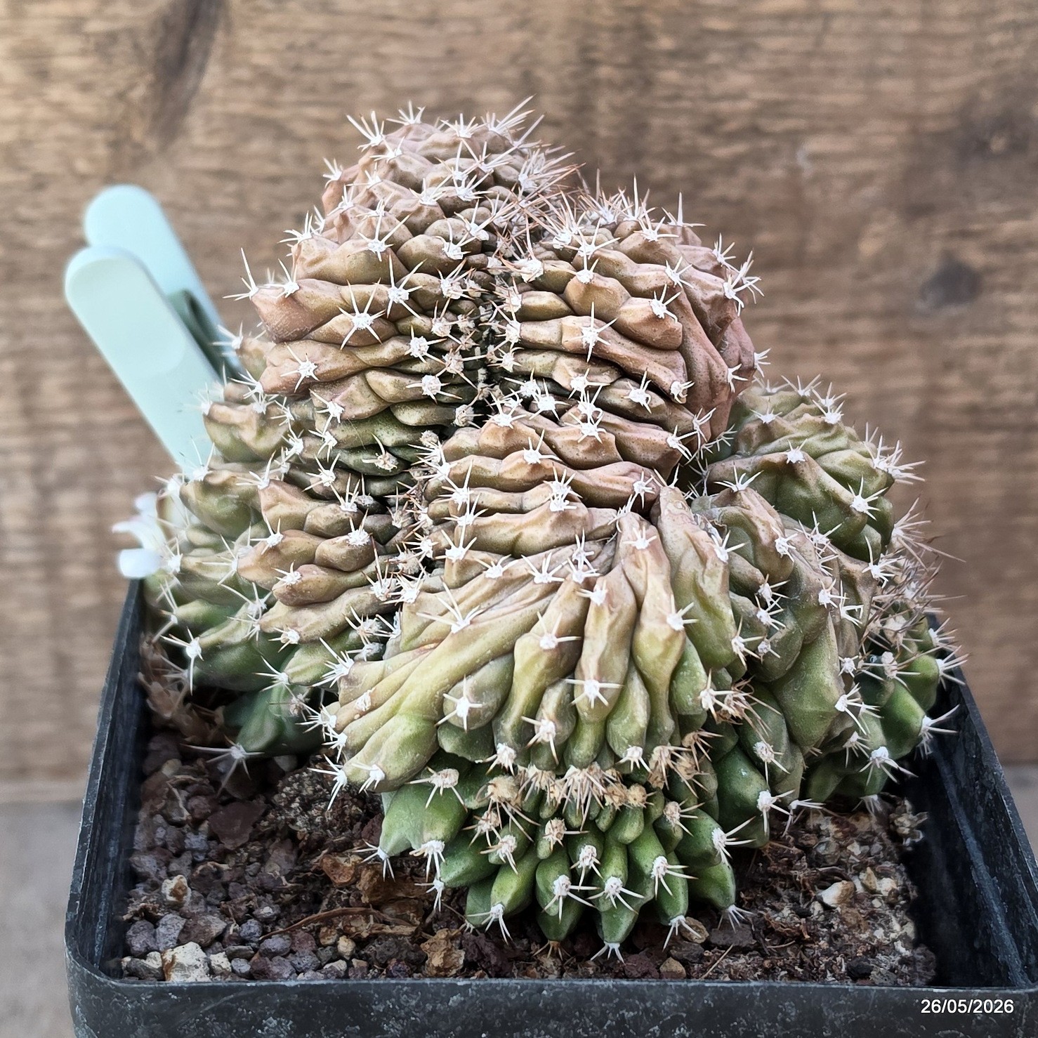 A7893 GYMNOCALYCIUM MIHANOVICHII CRESTED pot12-H11-W12,5 cm MaMa Cactus