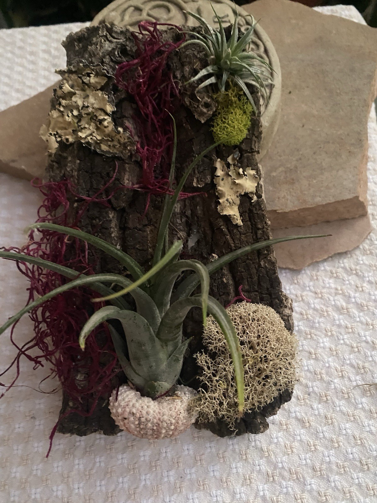 Air Plant, Preserved Moss Wall Art, Live Plants On Cork Board, Shell & Moss
