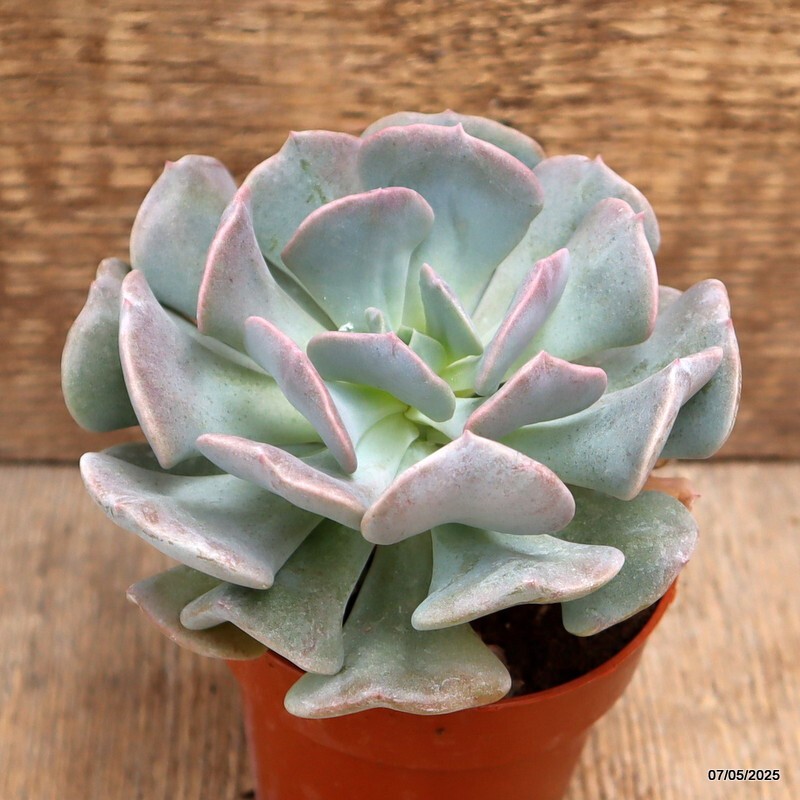 D3939 ECHEVERIA RUNYONII “TOPSY TURVY” pot8,5-H10-W12 cm MaMa Cactus