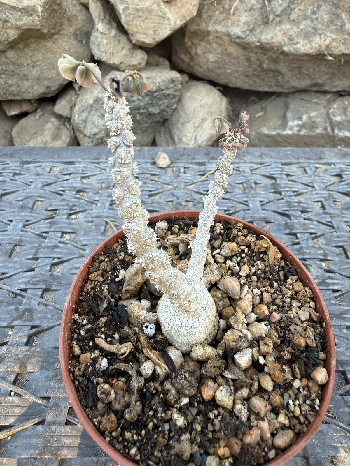 Euphorbia suzannae-marnierae