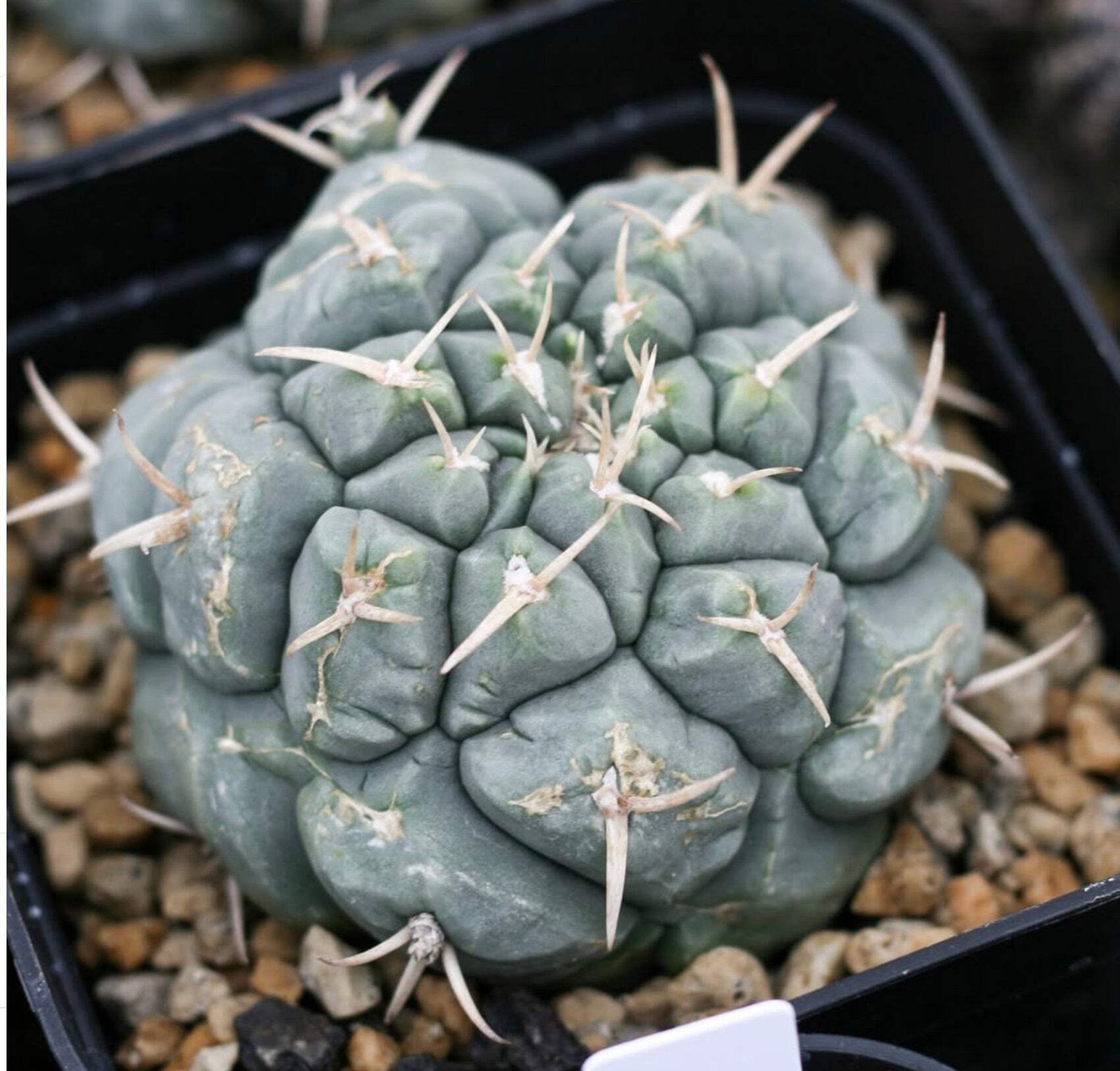 Thelocactus multicephalus 100 SEEDS – Rare Cactus SEEDS
