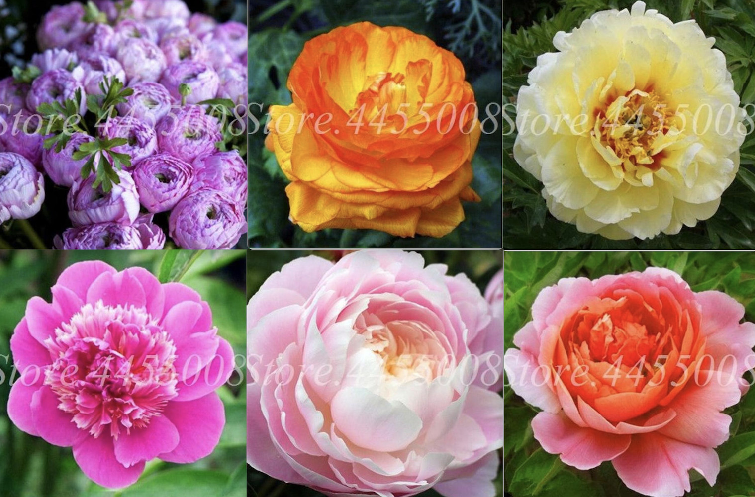 (10) PEONIES SEEDS rare exotic flower bloom home garden USA SELLER W/TRACKING