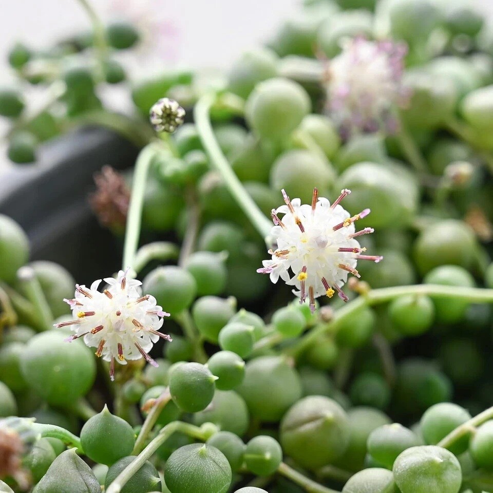 Live Succulent String of Pearls Live Plant Fully Rooted in 4″ Pot with Soil
