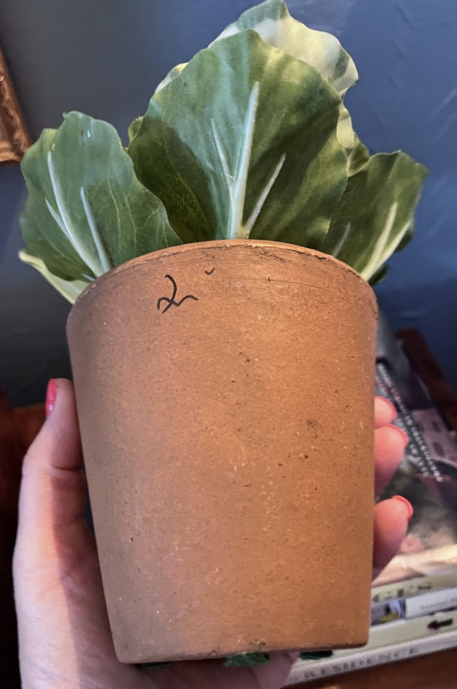 Realistic Potted Cabbage Plastic Ceramic Pot Garden Spring Easter 7inch Green