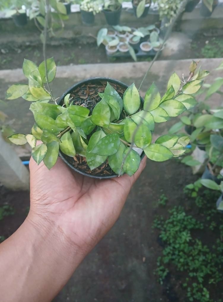 Hoya Lacunosa Asami Reverse Sp Wonosobo Rare Tropical Wax Plant