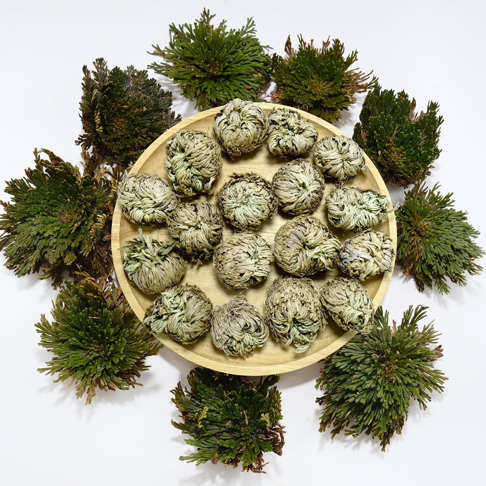 11 Pack Rose of Jericho Resurrection Plants, 1–2 Inch Rosa de Jerico Original…