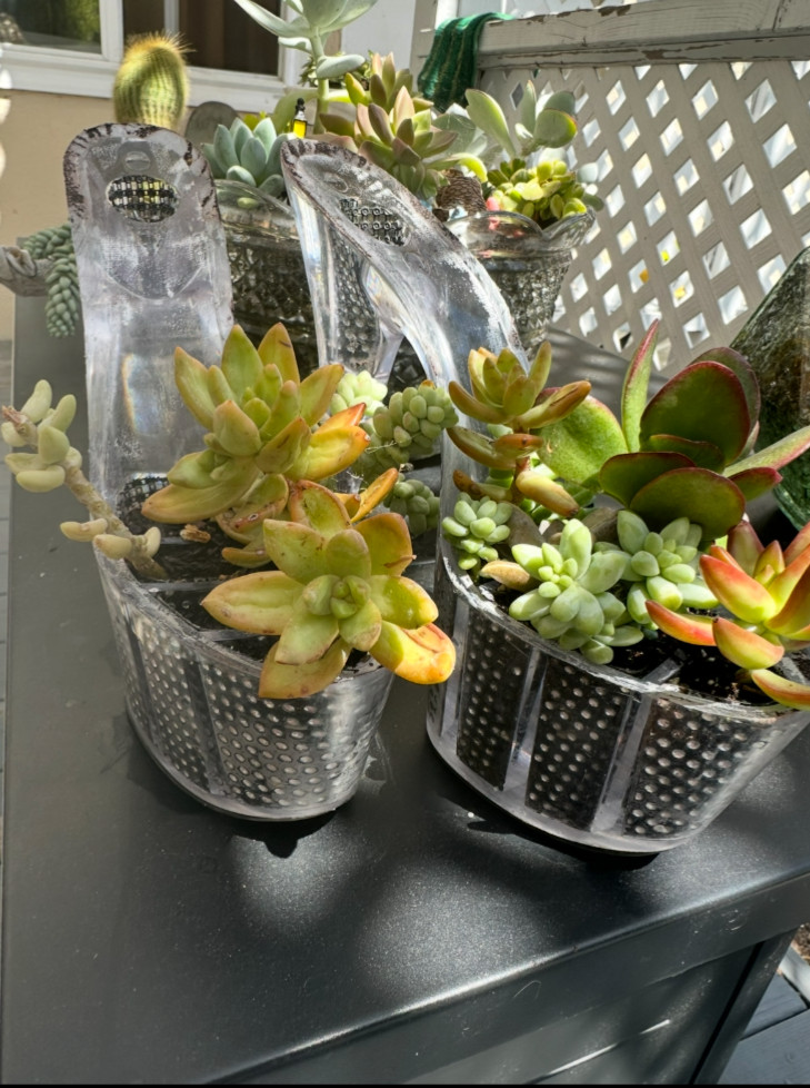 home decor plants