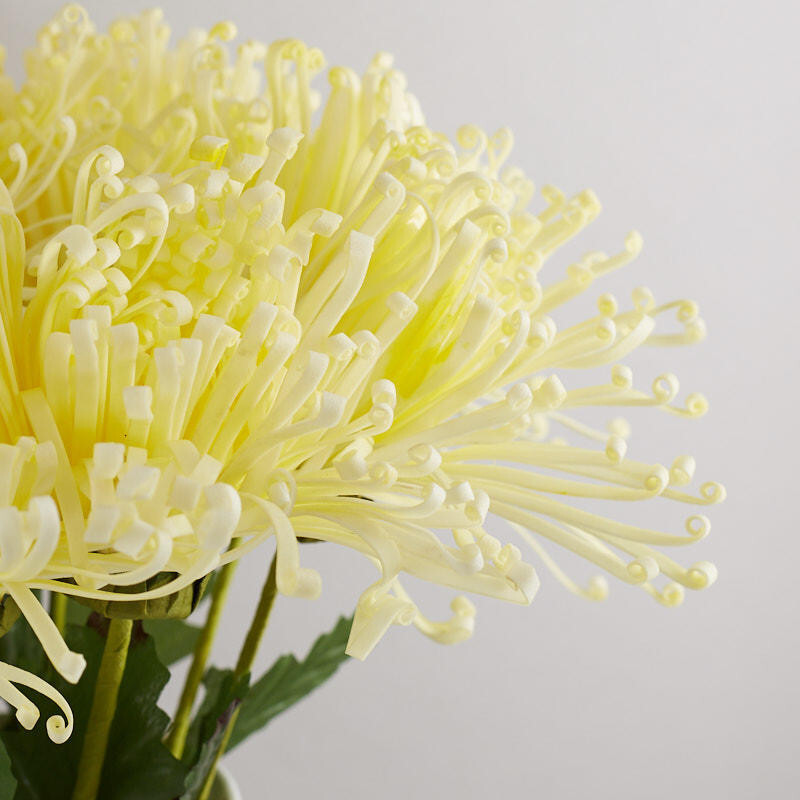 Pack of 12 Cream Artificial Fuji Spider Mum 21-1/2″ Stems