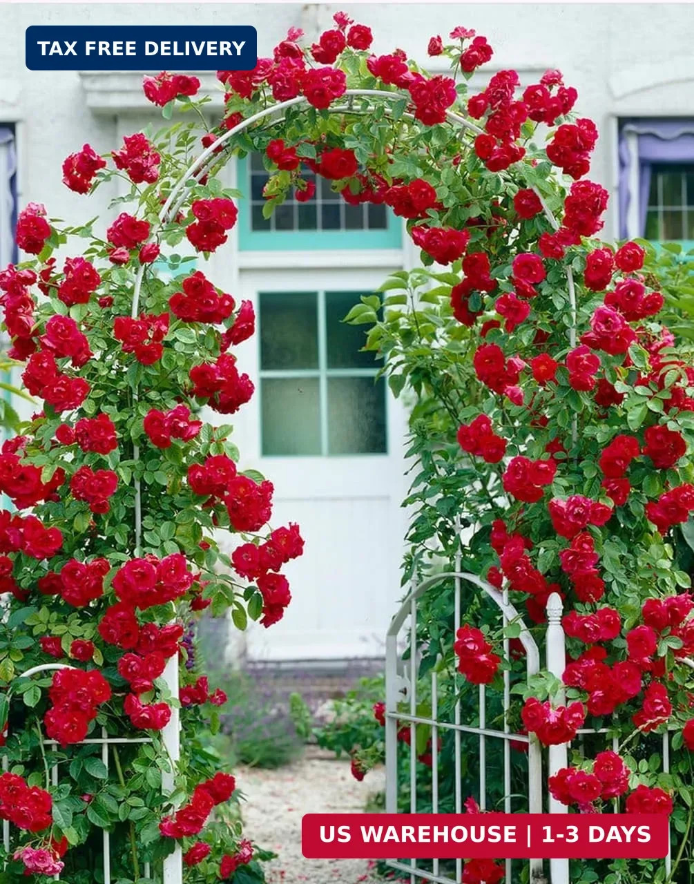 100+ Red Climbing Rose Seeds Ornamental Rosa Bush Vine Climber Long-Blooming