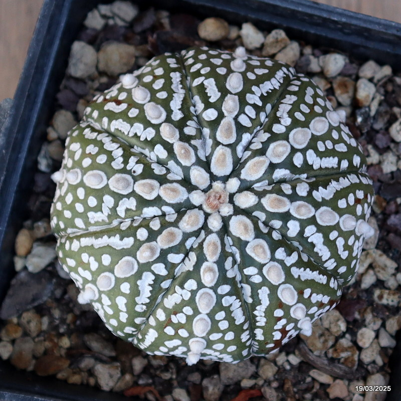 A4681 ASTROPHYTUM SUPERKABUTO pot10-H6-W8 cm MaMa Cactus