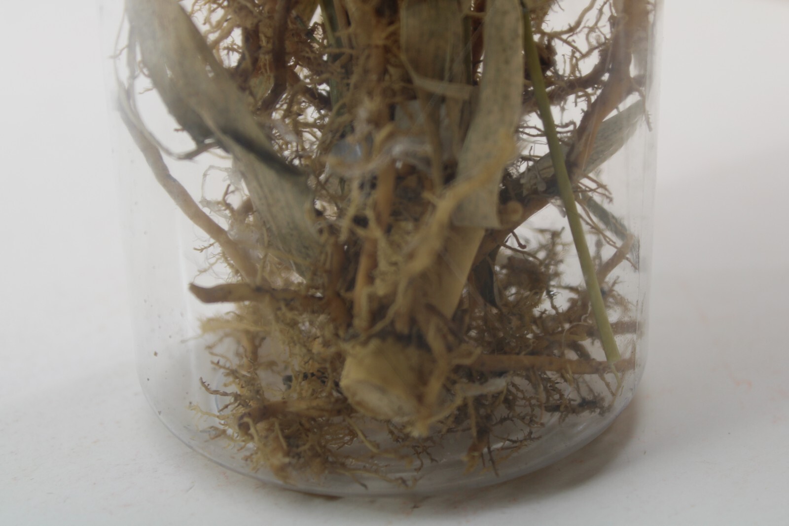 Dry Bamboo Roots Plant natural for Decoration