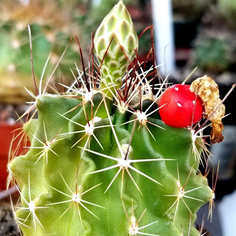 Succulent Plants Cactus Ball Live House Plants for Home Office Garden Decor