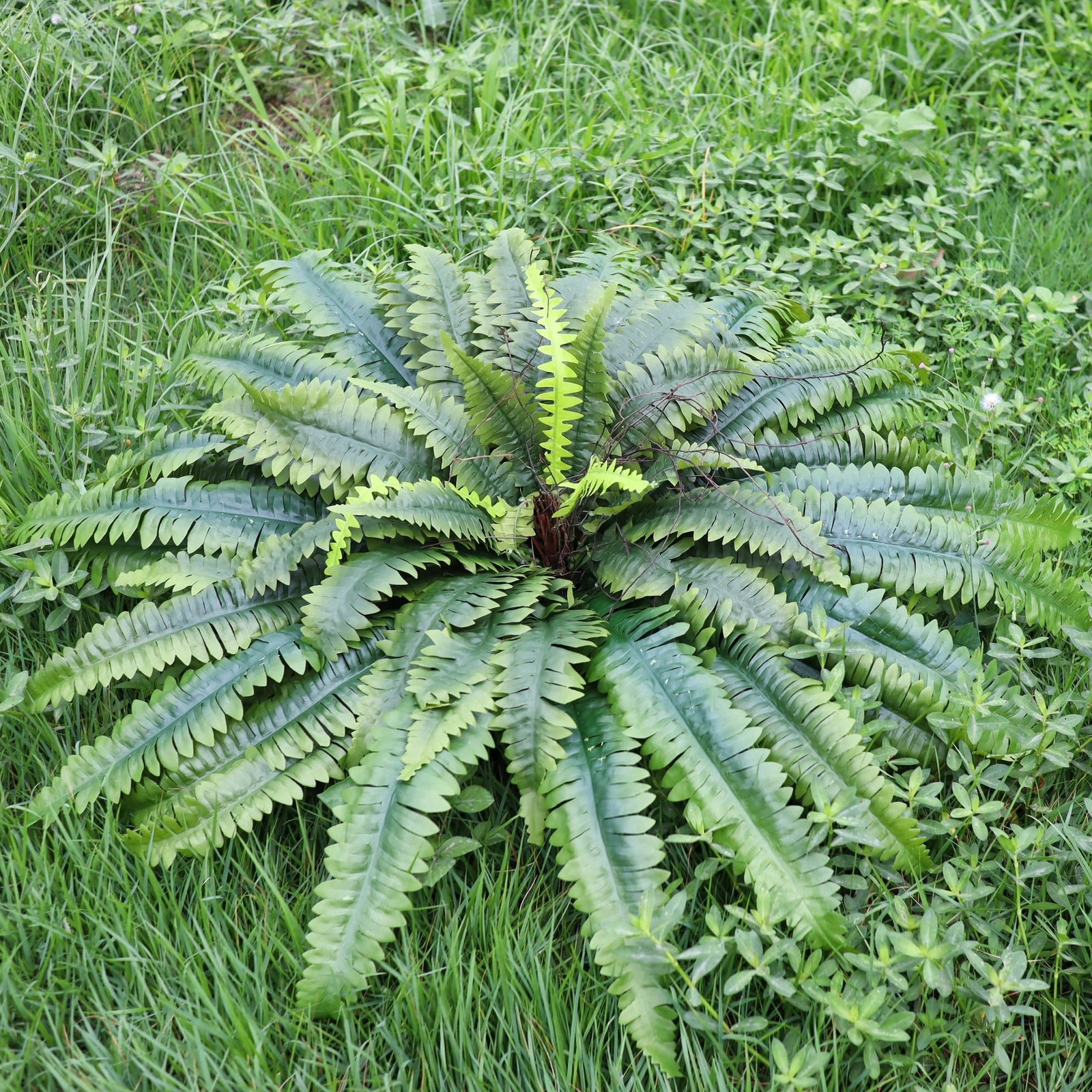 Artificial Ferns for Outdoors & Indoors, 51in Fake Fern Large Plants with 66 …