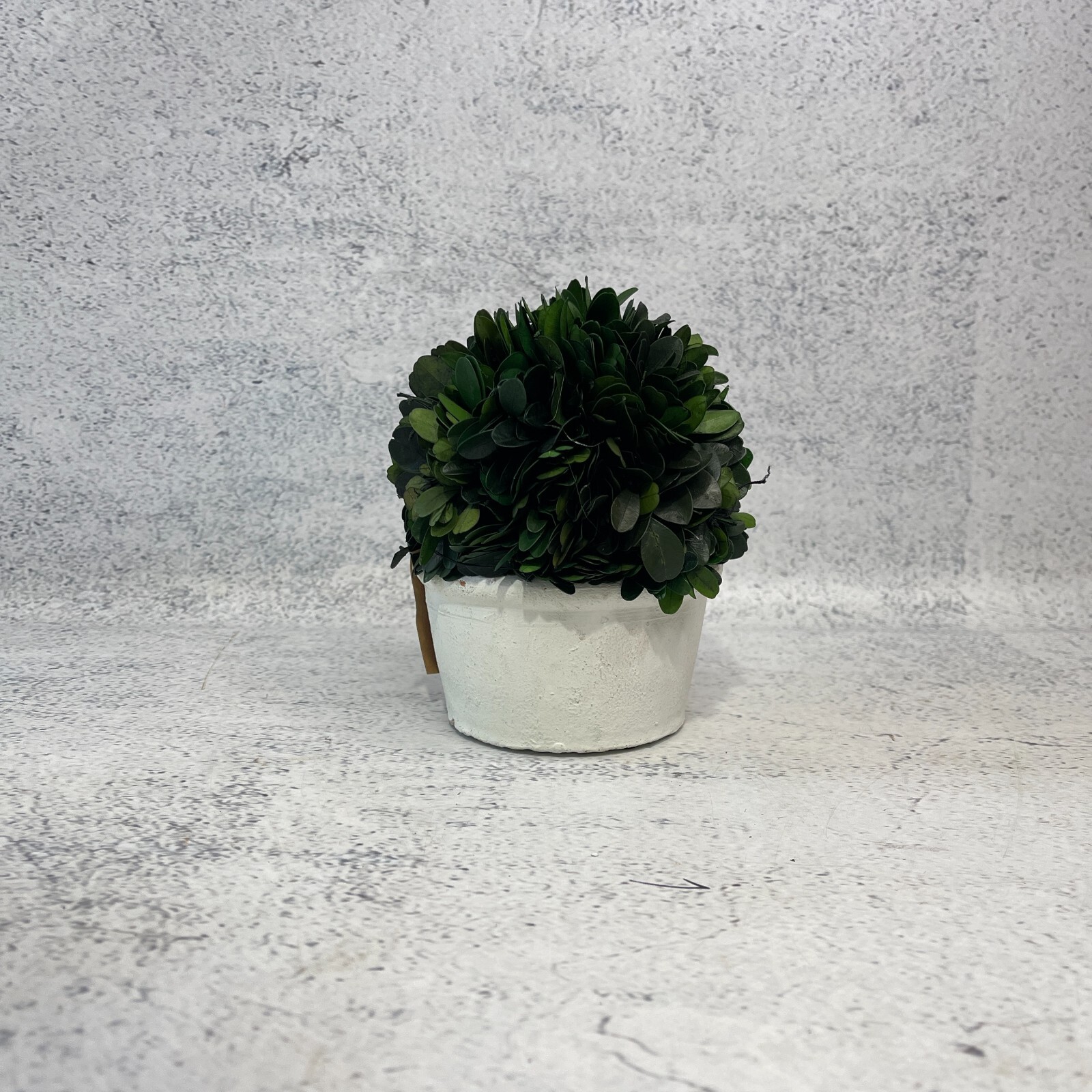 Boxwood Topiary Preserved Real Plant 10.2cm x 12.7cm Indoor Home Decor Pot
