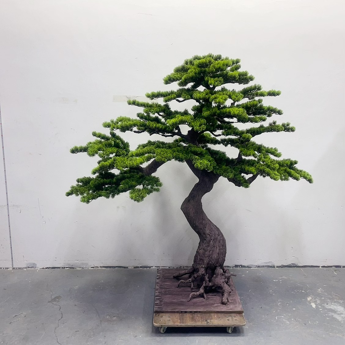 Set Of 4 Large Realistic Artificial DIY Bonsai Cedar Pine Branches 13.5″ Green