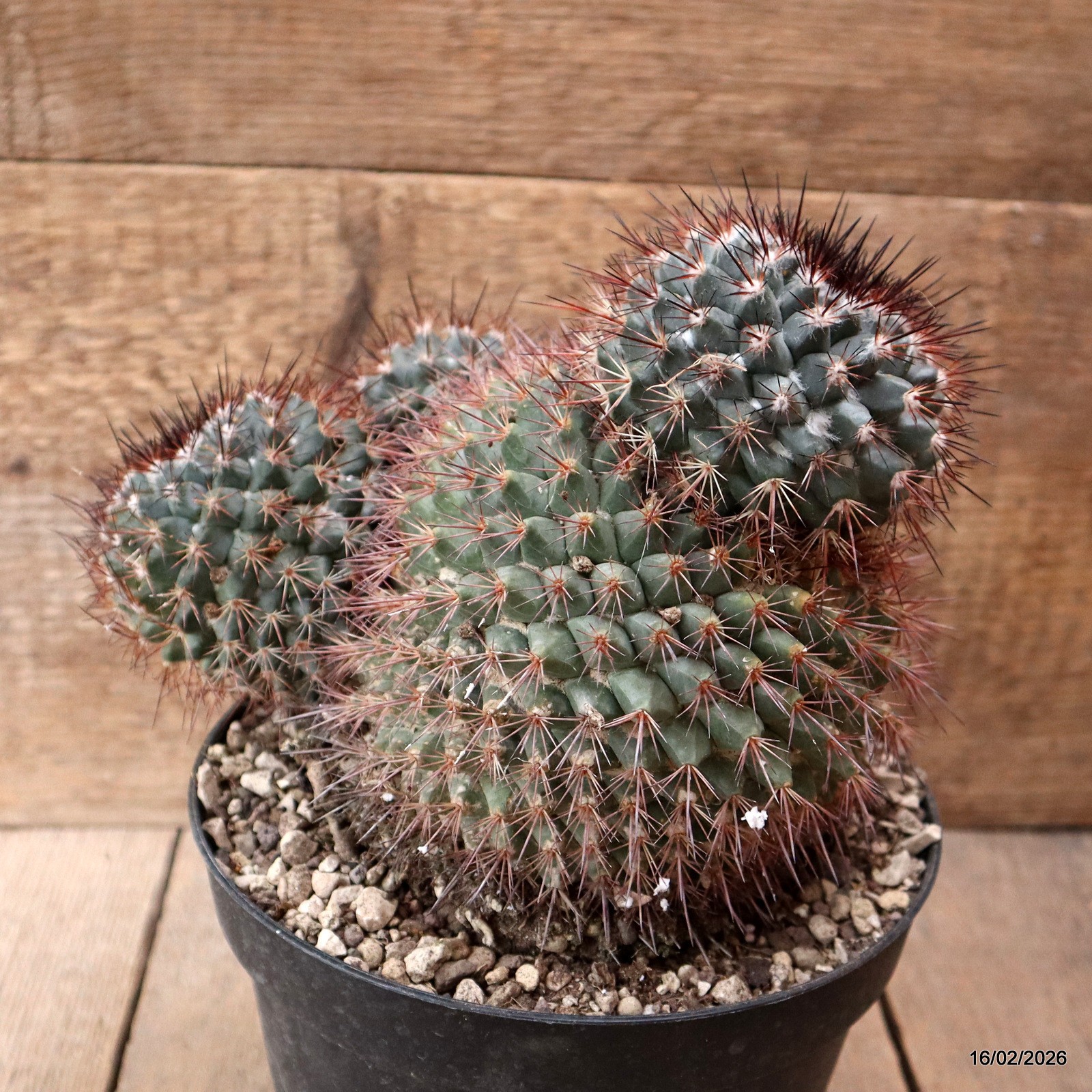 D7800 MAMMILLARIA NEOSCHWARZEANA pot18-H19-W21 cm MaMa Cactus