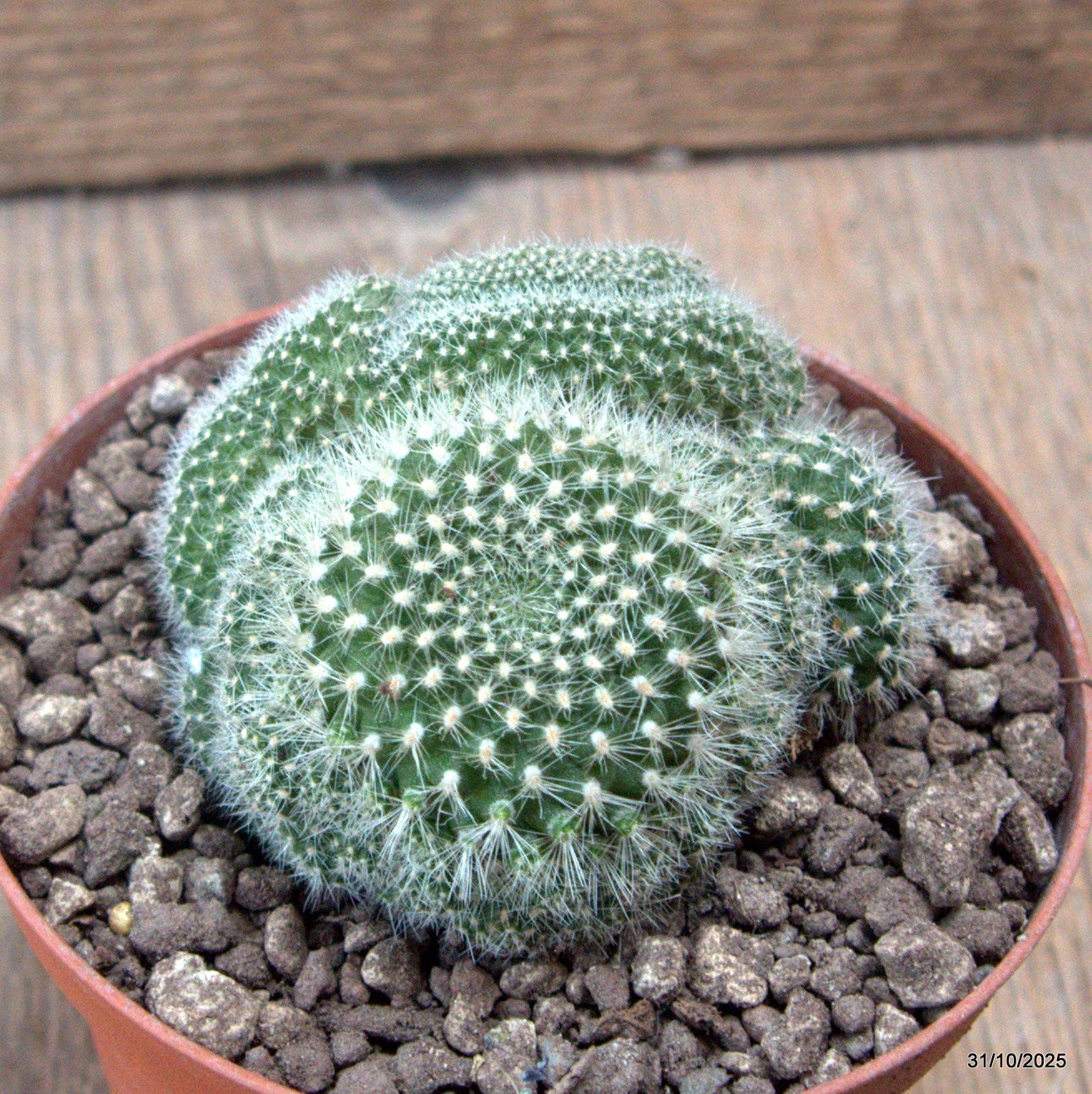 D7275 REBUTIA MUSCOLA CRESTED pot10-H6-W7 cm MaMa Cactus