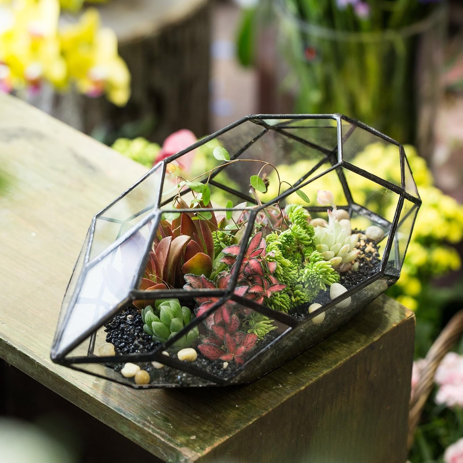 Contemporary 6.5×5.9×11 Glass Terrarium – Perfect for Succulents & Air Plants