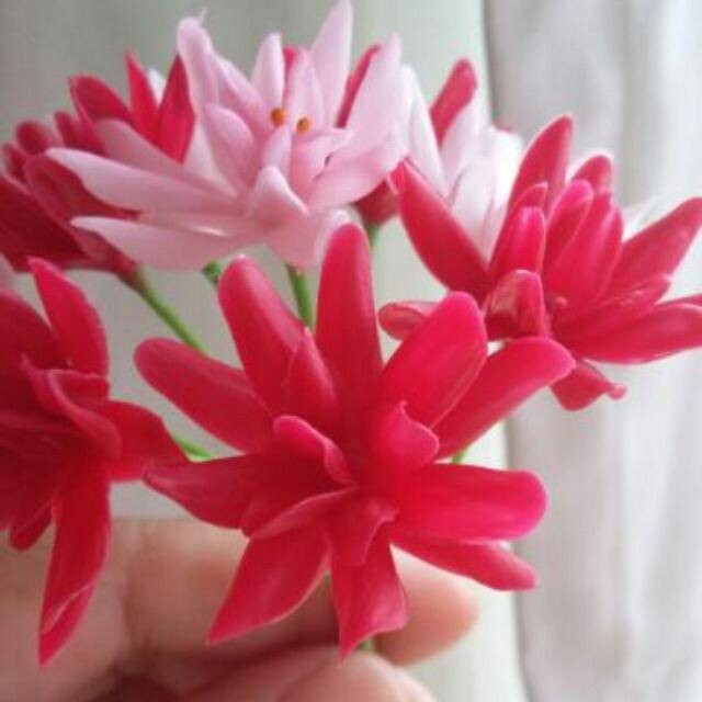 10Pcs. Mix set Rangoon Creeper Flowers Clay Artificial Thai Handmade Decorate