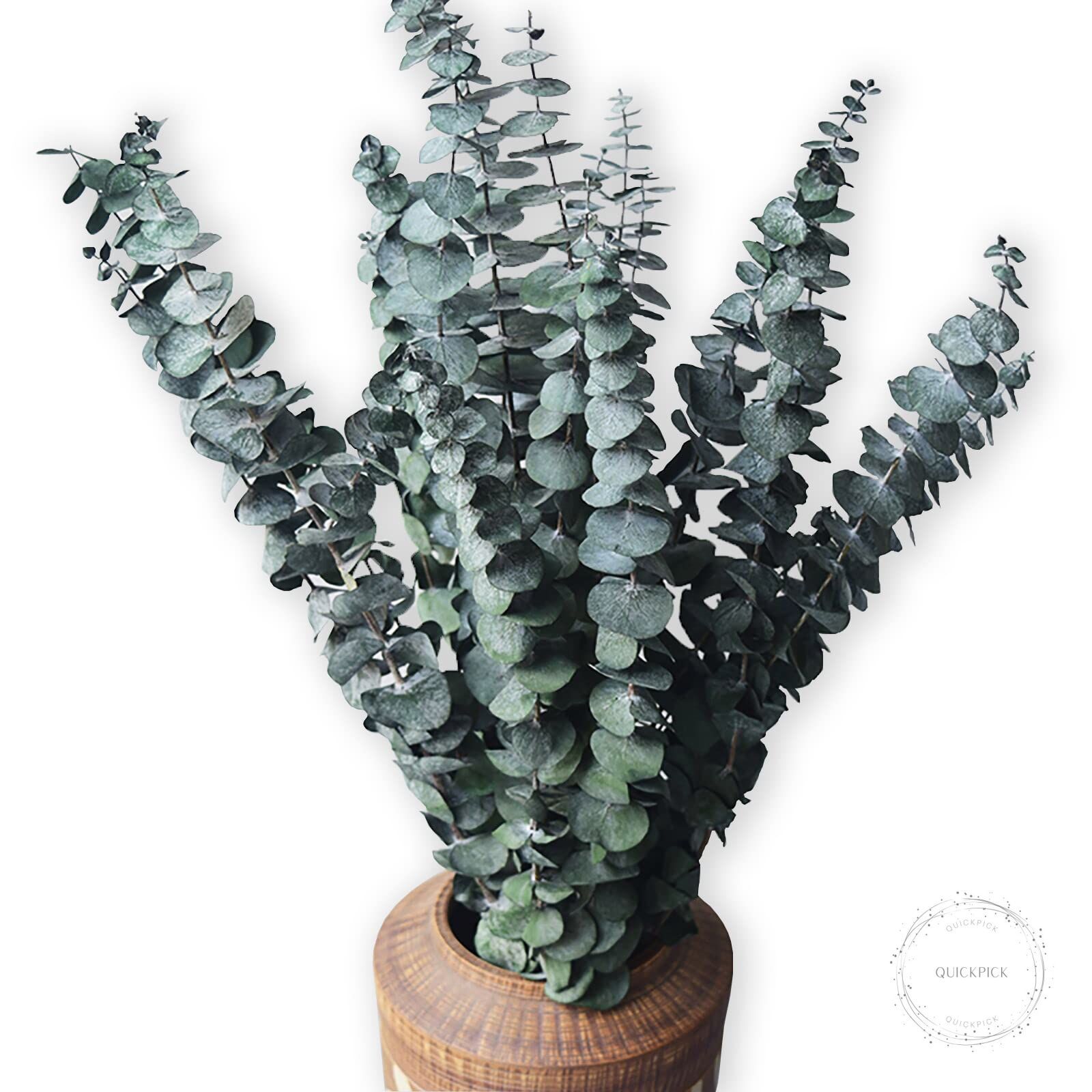 Eucalyptus for Shower 10 Pcs Hanging Dried Eucalyptu Stems 17″ Real Eucalyptus