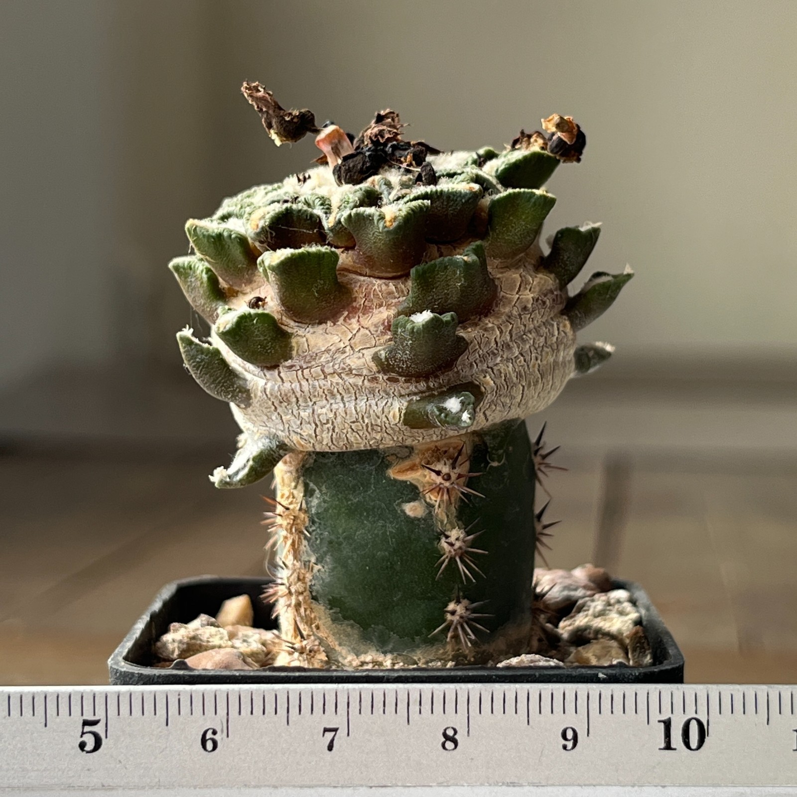 A32-1374 Cactus kotshobeyanus, VM202, Mesa de Leon, grafted