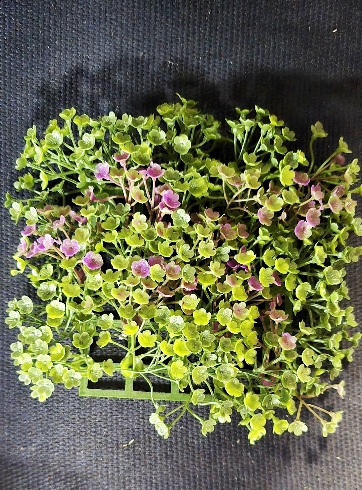 Subject: 6×6 Artificial Greenery Panel – Corsican Mint Style Wall Décor 🌿💜