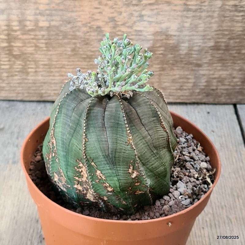 D6228 EUPHORBIA OBESA MONSTER pot12-H8-W9 cm MaMa Cactus