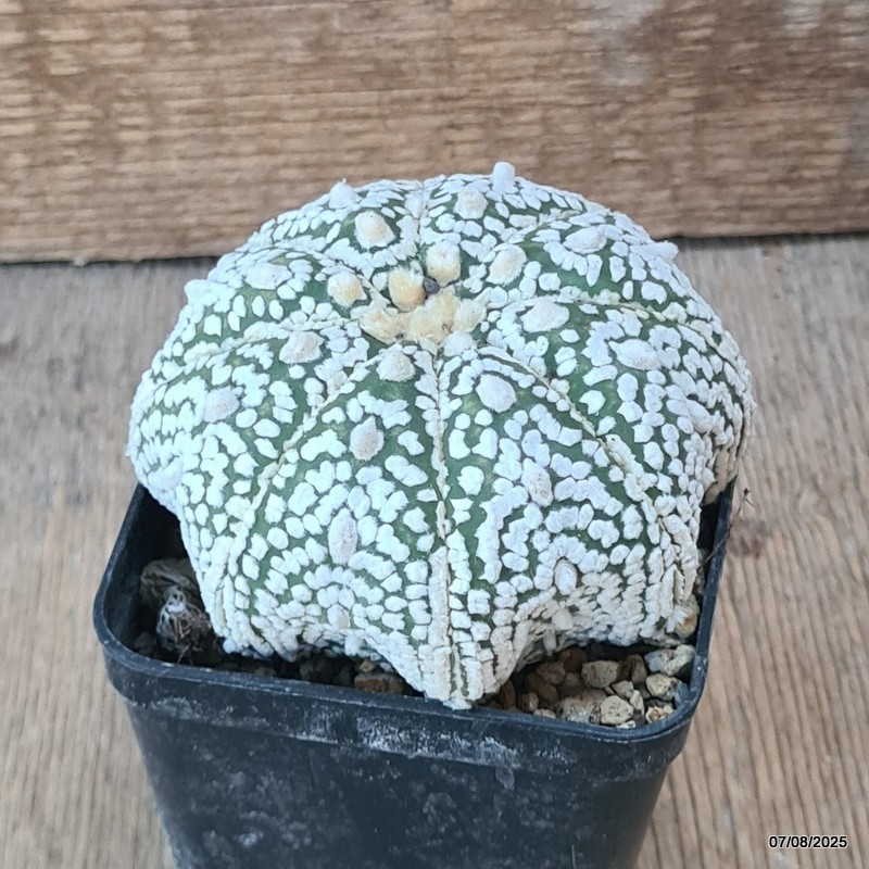 D5780 ASTROPHYTUM SUPERKABUTO STAR SHAPE pot8-H6-W10 cm MaMa Cactus